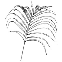 Tropical leaf isolated on white. Hand drawn vintage illustration.