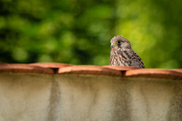 a baby common kestrel sits on a high wall and waits for its parent to return with the hunted food