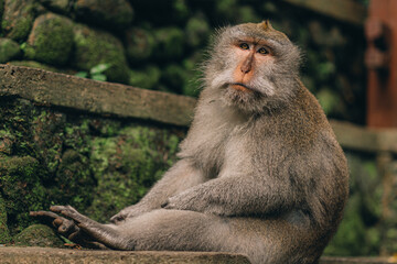 Close up shot of relaxed monkey sitting on green wall background.