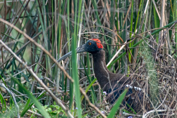 Red-naped ibis or Pseudibis papillosa observed in Gajoldaba in West Bengal,India