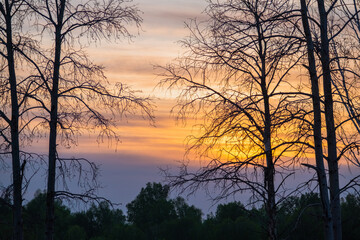 Fototapeta na wymiar Sunset view through tree branches without leaves. Nature background