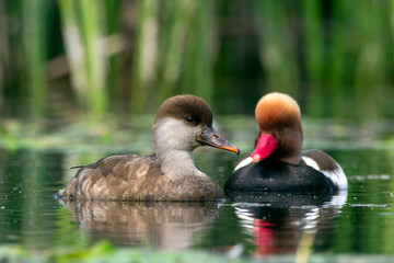 Red-crested pochard or Netta rufina observed in Gajoldaba in West Bengal, India