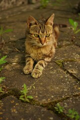 Tabby tiger cat rest in summer garden