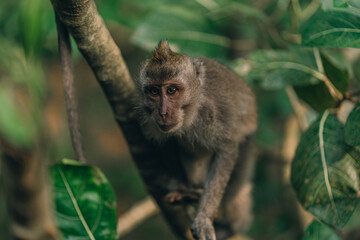 Close up shot of monkey sitting on tree with green nature background. Sacred ubud monkey forest sanctuary