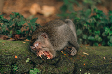 Close up shot of yawning monkey lying on temple wall. Macaque with open mind in sacred monkey forest