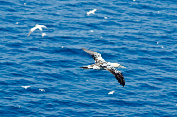 Northern gannet
