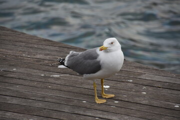 Eine Seemöwe ruht sich am Pier aus