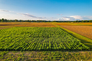 Green crops on vast farmland