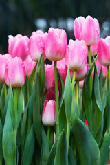 Lovely pink tulips. The first spring flowers