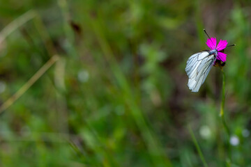 Black veined white butterfly sitting on the wild pink flower. Close up or macro shoot of Aporia crataegi on blurred meadow natural background, selective soft focus