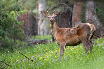 Wild One-year-old male red deer stag (Cervus elaphus) standing in a flowery alpine meadow in the thick of the forest. Piedmont alps, Italy