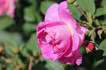 pink rose in the garden, U of A Botanic Gardens, Devon, Alberta