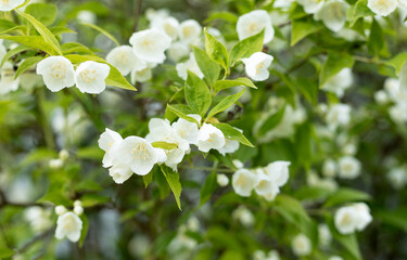 white jasmine flowers in the garden