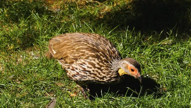  A yellow necked Francolin walking around in grass