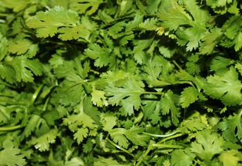 coriander, cilantro, background, herb, 