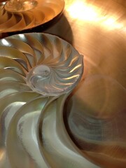nautilus shell symmetry Fibonacci half cross section spiral golden ratio structure growth close up...