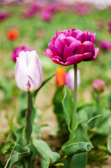 Slender spring tulips bloom outdoors