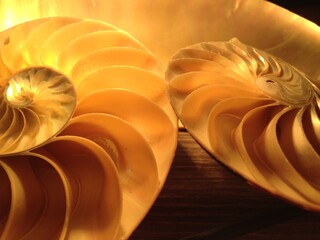 nautilus shell symmetry Fibonacci half cross section spiral golden ratio structure growth close up...