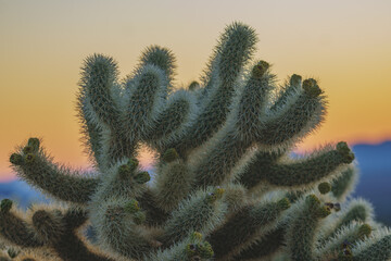 cholla cactus at sunrise in joshua tree national park california usa