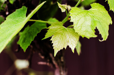 Abstraction growing green leaves on a light background outdoors