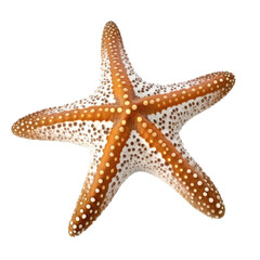 color star fish isolated on white