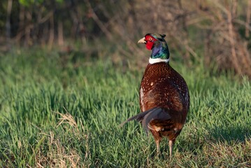 Common Pheasant