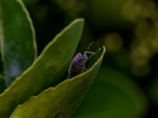 Escarabajo en el bosque