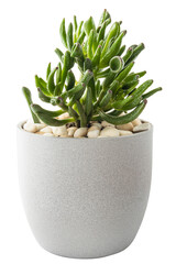 Crassula Horntree plant. Interior succulent decorative element. House plant in a modern ceramic pot with many leaves.