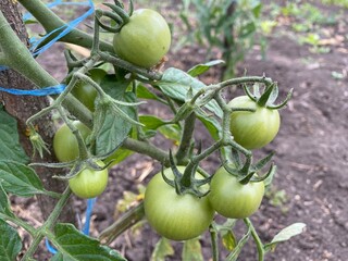  Group of green tomatoes on their growing branch. Green tomatoes on a seedling. Greenhouse plantation. Selective fost focus on front elements.