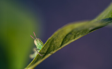 Small green grasshopper sticking out its face and antennae behind the leaf of a tree
