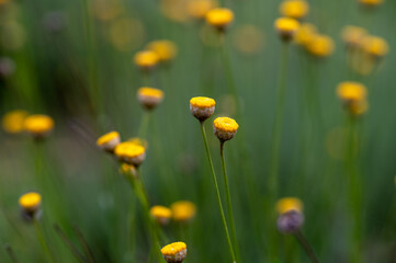Background with yellow flowers of santolina (Santolina chamaecyparissus) in the field
