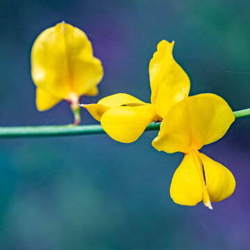 Detail of yellow ginesta flowers (Spartium junceum) in the field