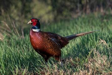 Common Pheasant