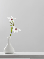 Gladiolus Muriel or acidanthera in white vase on white background