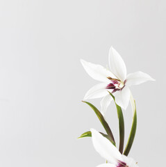 white exotic flowers on white background