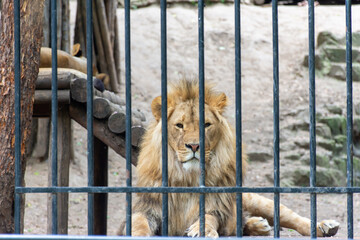 A big lion in an iron cage at the zoo
