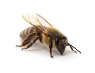 One small bee.