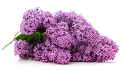 Bunch of purple lilac.