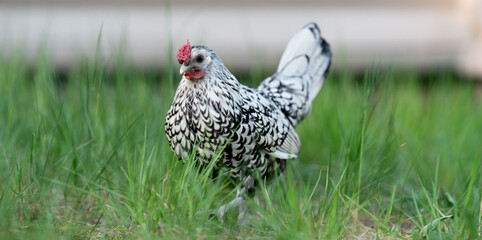 Seabright chicken walks in the grass on the farm