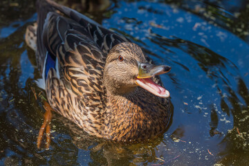 	Close up of a female mallard duck, Anas platyrhynchos