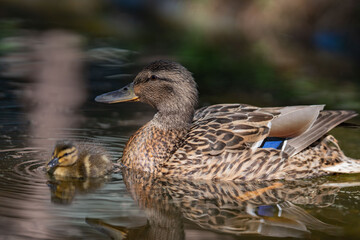 	Close up of a female mallard duck, Anas platyrhynchos