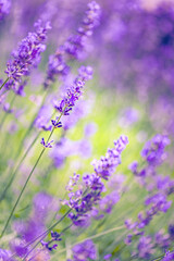 Fototapeta premium Colorful summer flower closeup. Peaceful bright romance blooming floral pattern. Purple blooming lavender meadow view. Agriculture scenic. Beautiful natural background. Inspire beauty in nature view