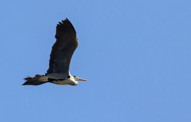 Obraz premium grey heron flying on light blue background
