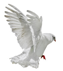 flying isolated white pigeon with lush tail