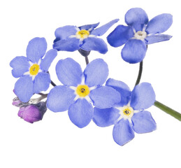 Fototapeta na wymiar blue small forget-me-not five fine blooms group