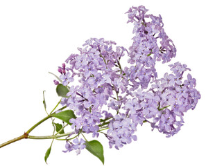 fine blossoming lilac violet color with small green leaves