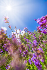 Colorful summer flowers closeup. Peaceful bright romance blooming floral pattern. Purple blossom lavender, blue sky sunlight. Agriculture scenic. Beautiful natural background. Inspire beauty in nature