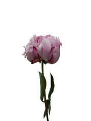 Beautiful pink peony flower isolated on white background. Floral pion card design