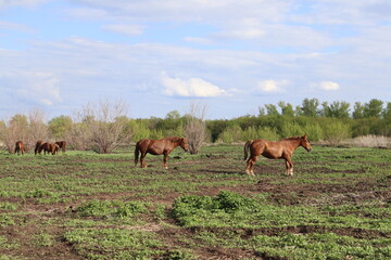 Horses. Beautiful brown horses graze in the meadow. Close-up. Selective focus. Copyspace