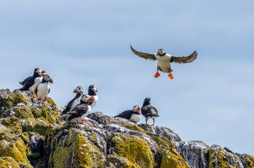 Puffins in flight with bright blue skies and beaks full of sand eels on the Isle of May, Scotland